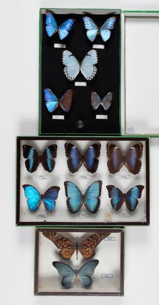 Three boxes: 
- Morphos (5 spp.)
26 x 39.5...