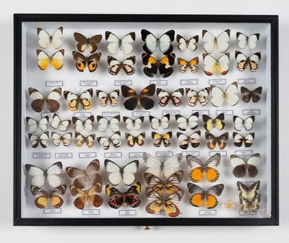 Delias spp.: 54 specimens
One box.
40 x 50...