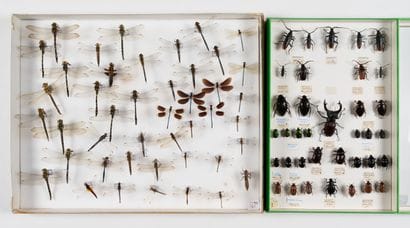 Four boxes: 
- Poorly determined beetles.
39...