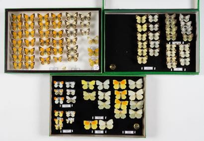 Four boxes: 
- Pieridae / Anthocaris / Gonepteryx.
25.5...