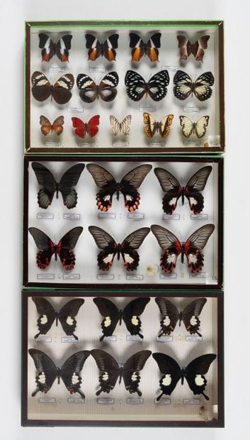 Three boxes: 
- 6 Papilio rumanzovia.
- 6...