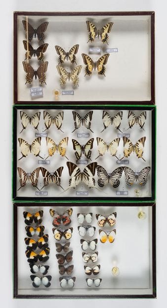 Five boxes : 
- 20 specimens of Delias spp.
26.5...