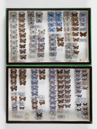 Two boxes: 
- Lycaenidae.
- Lycaenidae Polyommatinae.
26.5...