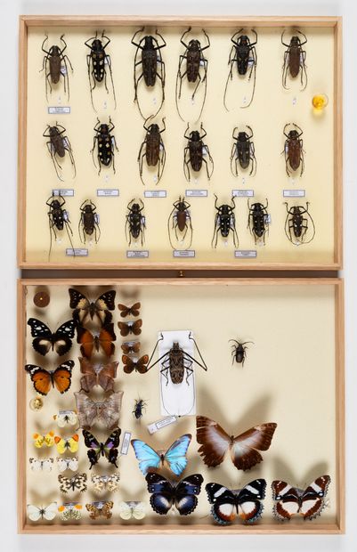 Four boxes: 
- Poorly determined beetles.
39...
