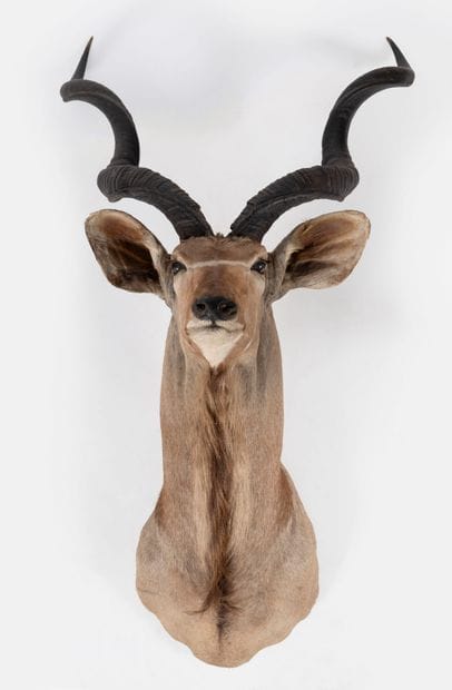 Greater kudu, Strepsiceros strepsiceros.
Naturalized...