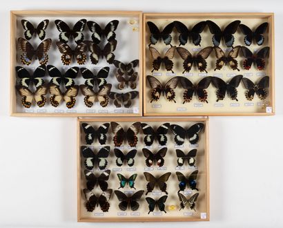 Three boxes: 
- 12 Papilio spp. from Indonesia.
39...