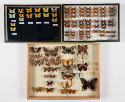 Three boxes: 
- Various butterflies in fair...