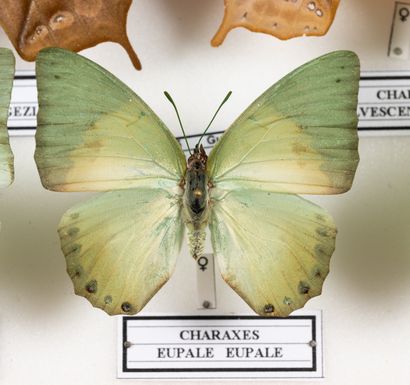 Charaxes Etheocles group, about twenty species.
One...