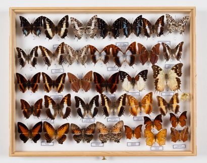 Charaxes spp. about twenty specimens.
One...