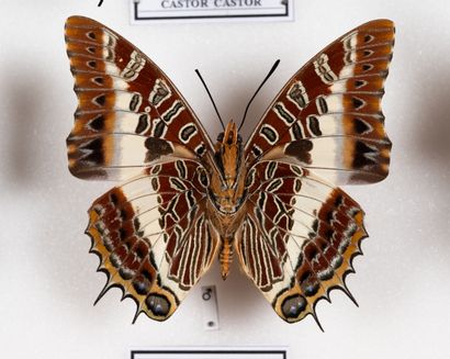 Charaxes spp. about twenty specimens.
One...