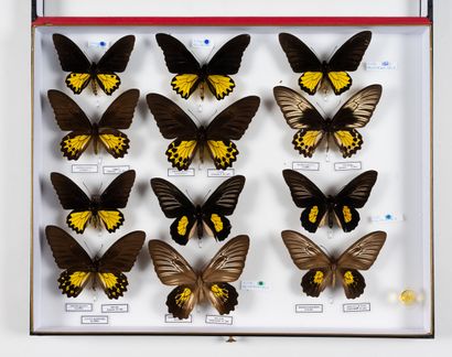 Troides helena antileuca.
Troides helena...