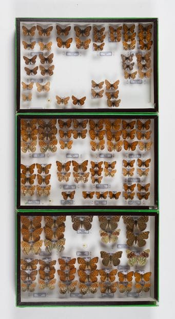 Three boxes: 
- Heliconiinae.
-Heliconiinae....