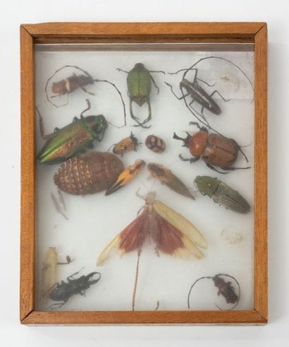 Display case containing insects, including...