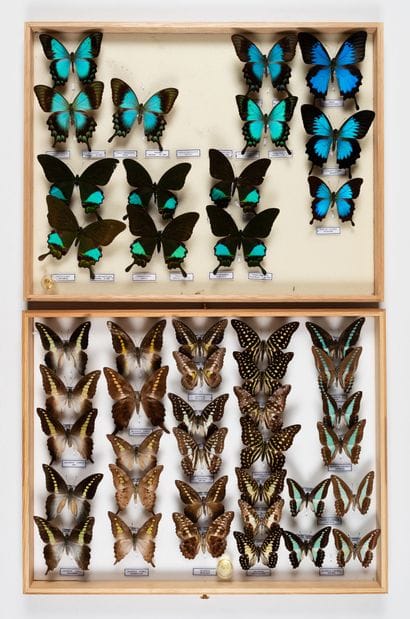 Two boxes: 
- Papilio lorquinianus P.karna...