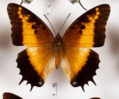 Charaxes spp. about twenty specimens.
One...