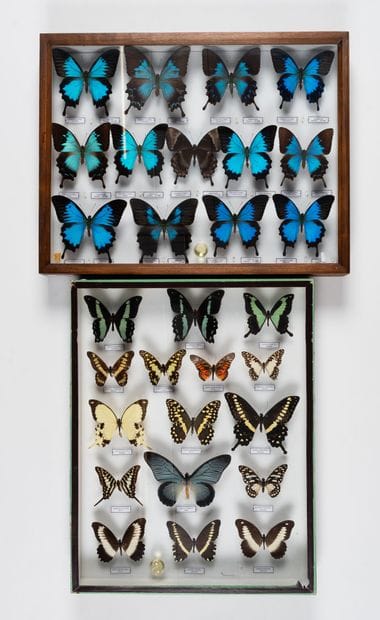 Two boxes:
- Papilio ulysses.
39 x 40 x 6...