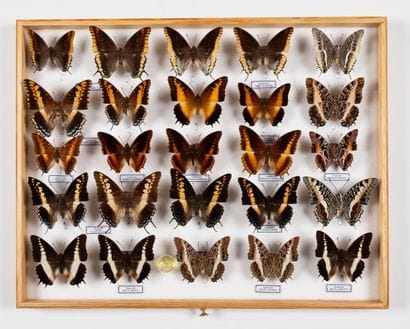 Charaxes spp. about twenty specimens.
One...