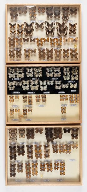Three boxes:
- Satyrinae / Coenonympha /...