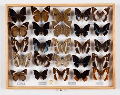 Charaxes Tiridates group, a dozen species.
One...