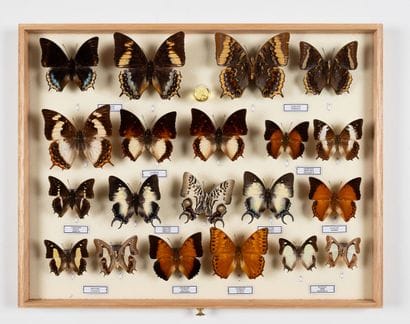 Charaxes spp.
One box.
39 x 50 x 6 cm.