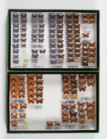 Two boxes: 
- Lycaenidae.
- Lycaenidae.
26...