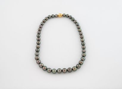 MIKIMOTO
Tahitian gray pearl choker necklace.
Ball-shaped...