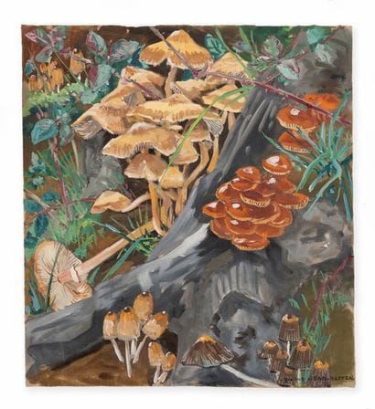 YVONNE JEAN HAFFEN (1895-1993)
Amanites et...