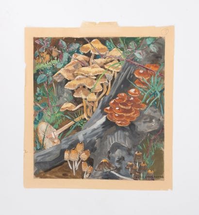 YVONNE JEAN HAFFEN (1895-1993)
Amanites et...