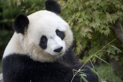 Beauval Zoo: Stay for 2 adults and 2 children...