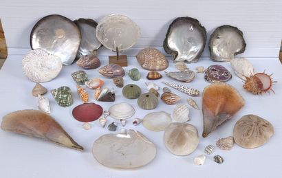 Coquillages & fossiles
- Ensemble de coquillages,...