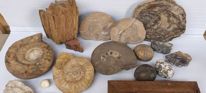Coquillages & fossiles
- Ensemble de coquillages,...