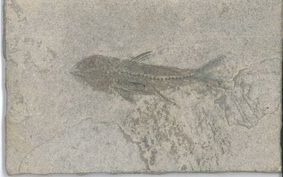 Poisson fossilisé.
Plaque rectangulaire.
10...