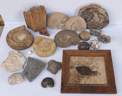 Coquillages & fossiles
- Ensemble de coquillages,...