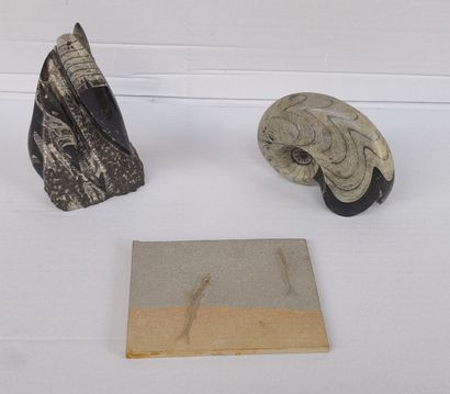 Lot de trois fossiles :
- Un groupe d'orthoceras...