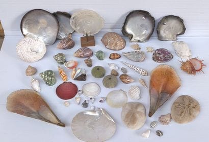Coquillages & fossiles
- Ensemble de coquillages,...