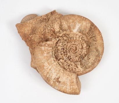 Ammonite fossilisée, dégagée d'un banc d'ammonites.
Diam....