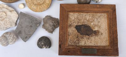 Coquillages & fossiles
- Ensemble de coquillages,...