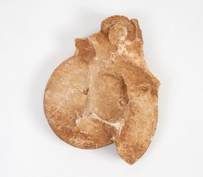 Ammonite fossilisée, dégagée d'un banc d'ammonites.
Diam....