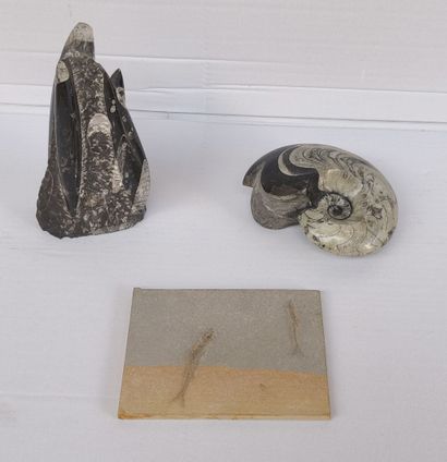 Lot de trois fossiles :
- Un groupe d'orthoceras...