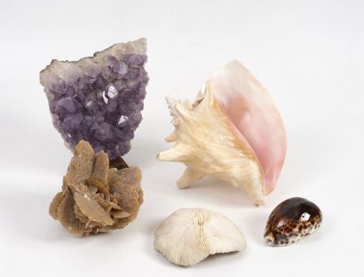 HISTOIRE NATURELLE - GEMMOLOGIE
- Lobatus...