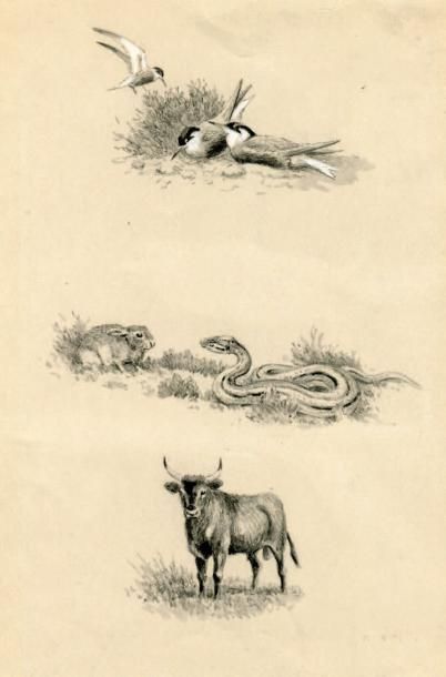 OBERTHÜR (Joseph)
Réunion de 3 lavis originaux,...