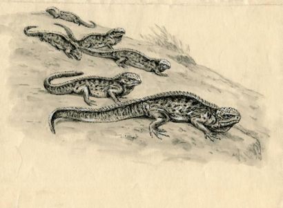 OBERTHÜR (Joseph)
Lézards amblyrtorynques...
