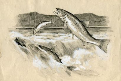 OBERTHÜR (Joseph)
Les Voyages des Poissons....