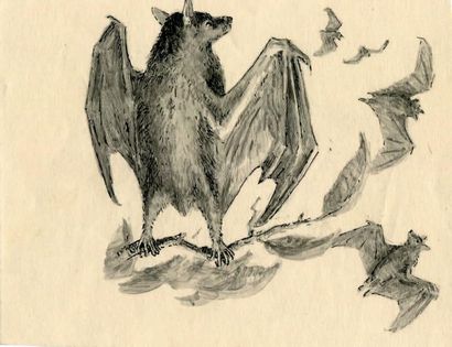 OBERTHÜR (Joseph)
Les Chauves-souris roussettes....