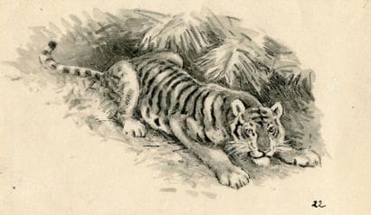 OBERTHÜR (Joseph)
Tigre à l'affût. Lavis...