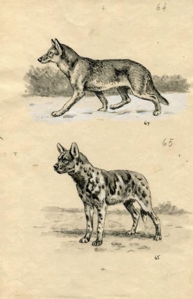 OBERTHÜR (Joseph)
«Cyon alpinus et Lycaon...