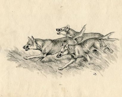 OBERTHÜR (Joseph)
Chiens rouges ou Dholes....
