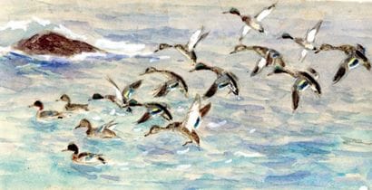 OBERTHÜR (Joseph)
Canards. Aquarelle originale;...