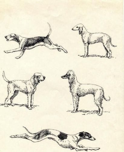 OBERTHÜR (Joseph)
Différentes races de chiens......