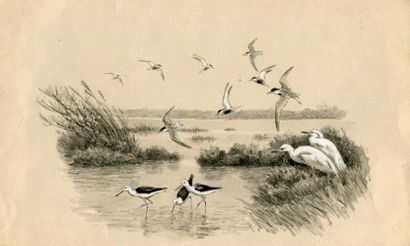 OBERTHÜR (Joseph)
Échassiers et oiseaux....